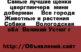 Самые лучшие щенки цвергпинчера (мини доберман) - Все города Животные и растения » Собаки   . Вологодская обл.,Великий Устюг г.